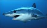 Image result for Killer sharks