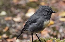 Image result for bird nz