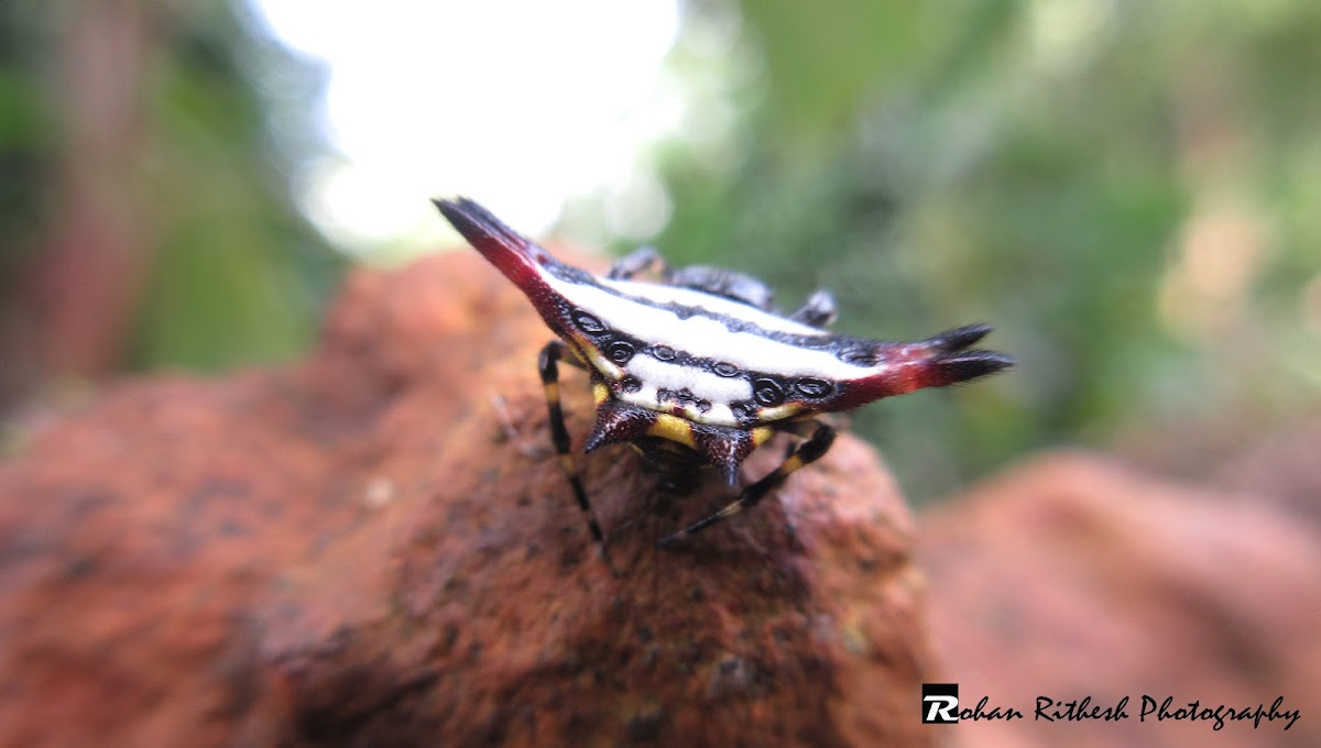 Oiental spiny orb-weaver