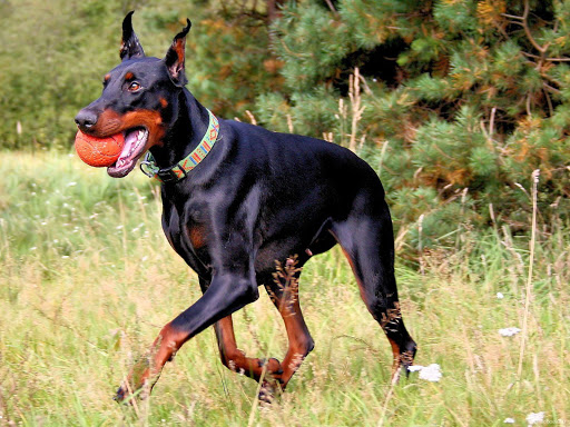 Doberman Dog Pack 3 Wallpaper