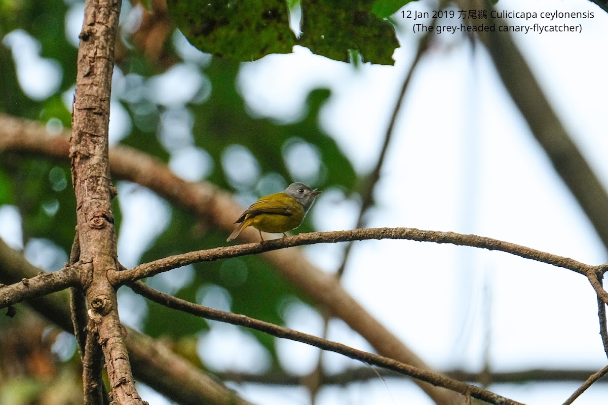 The grey-headed canary-flycatcher 方尾鶲