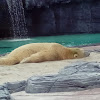 Polar bear