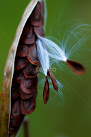 Breaking away by Kriss Haren - Nature Up Close Other plants