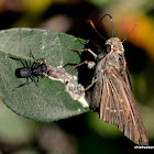 dark small-branded swift & Carpenter ant