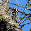 Yellow-bellied Sapsucker