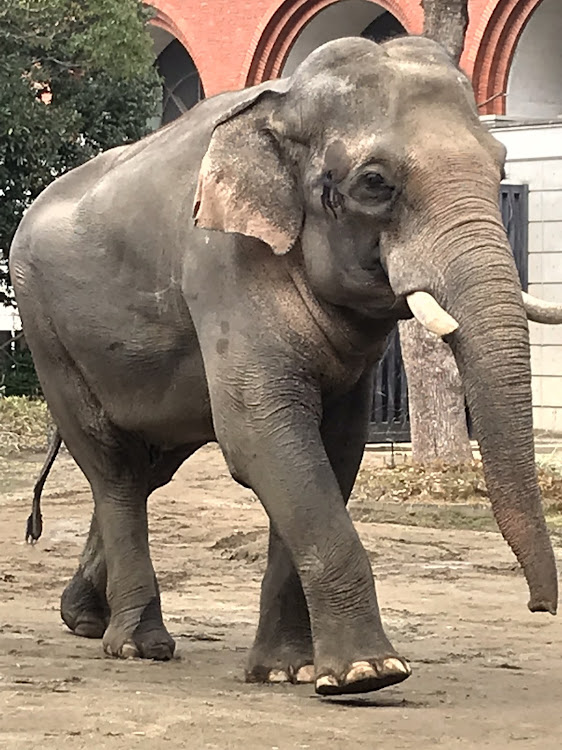 ノートのお散歩動物園に関するカスタム事例の投稿画像2枚目