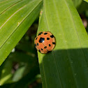 Large-spotted ladybird beetle