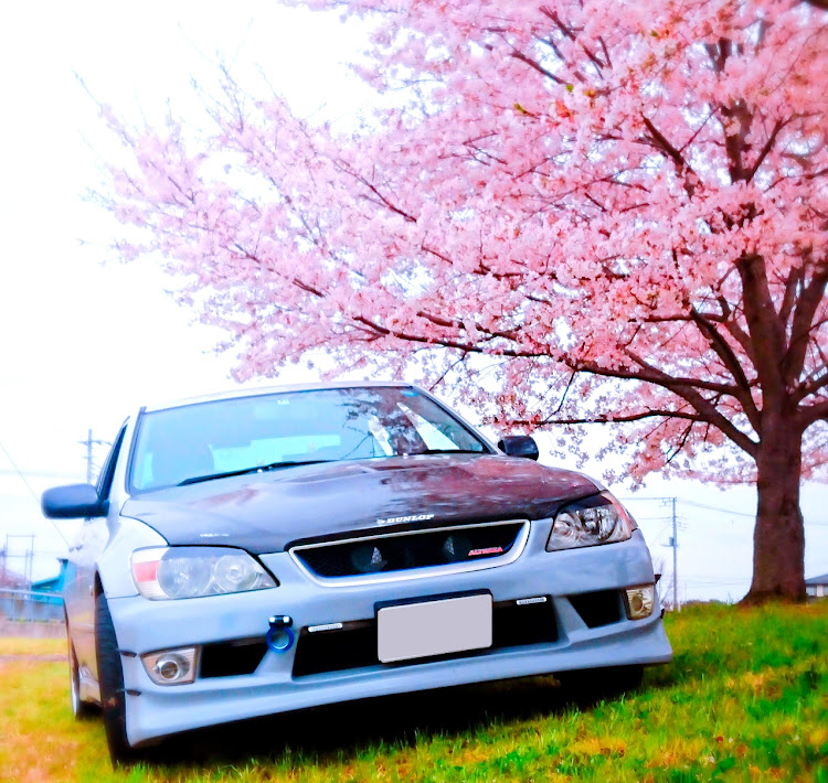 アルテッツァの夜桜・撮影に関するカスタム事例の投稿画像3枚目