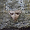 Owlet Moth