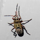 Black-spotted Groundbug nymph