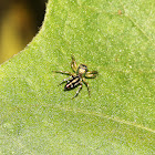 Jumping Spider