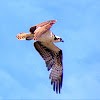 Osprey