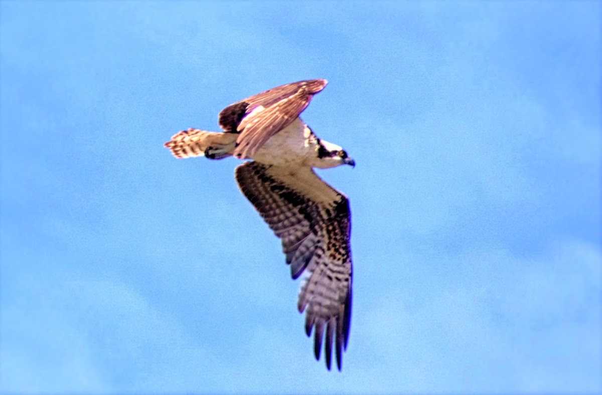 Osprey