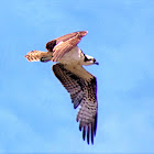 Osprey