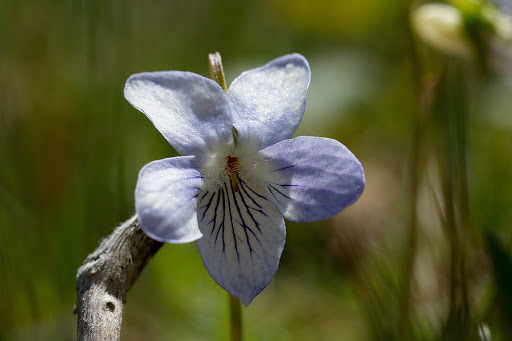 Viola lactea