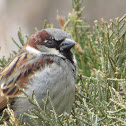 Sparrow