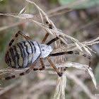 Wasp spider