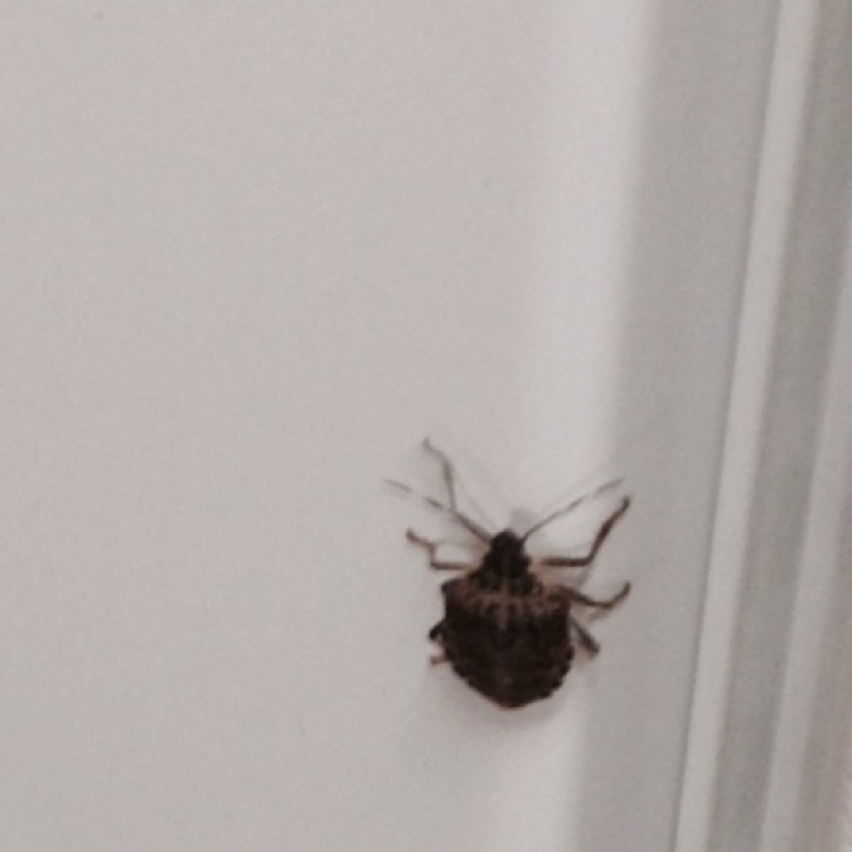 Brown Marmorated stink bug