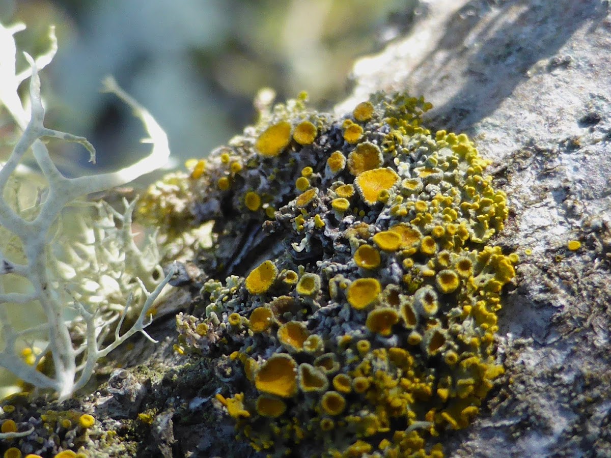 Pin-cushion Sunburst Lichen