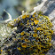 Pin-cushion Sunburst Lichen