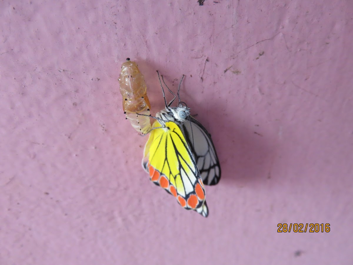 Pupa of Common Jezebel Butterfly