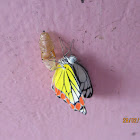 Pupa of Common Jezebel Butterfly