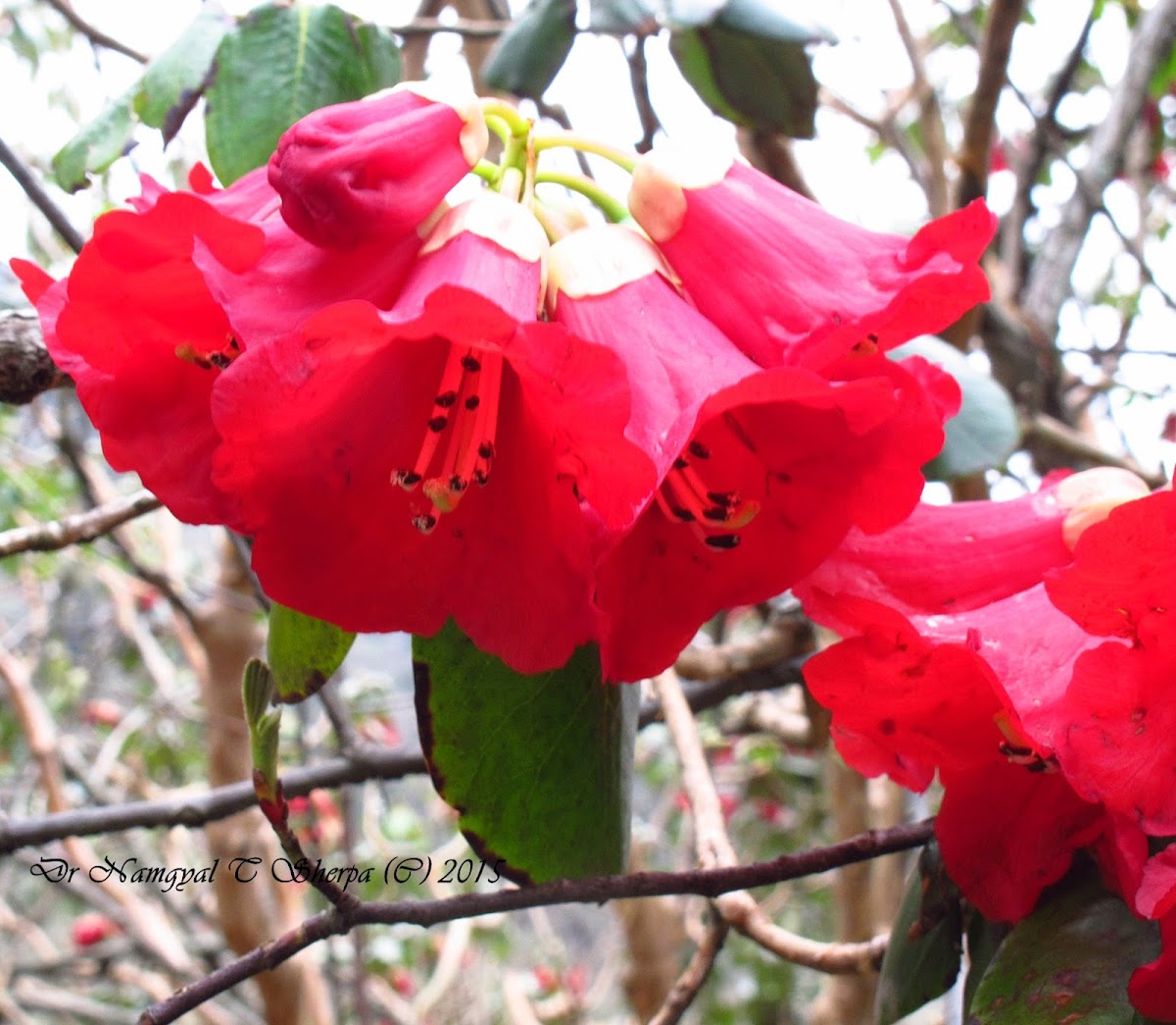 Rhododendron