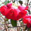 Rhododendron