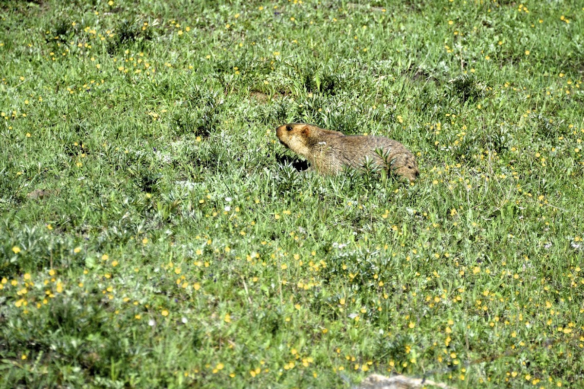 Himalayan Marmot