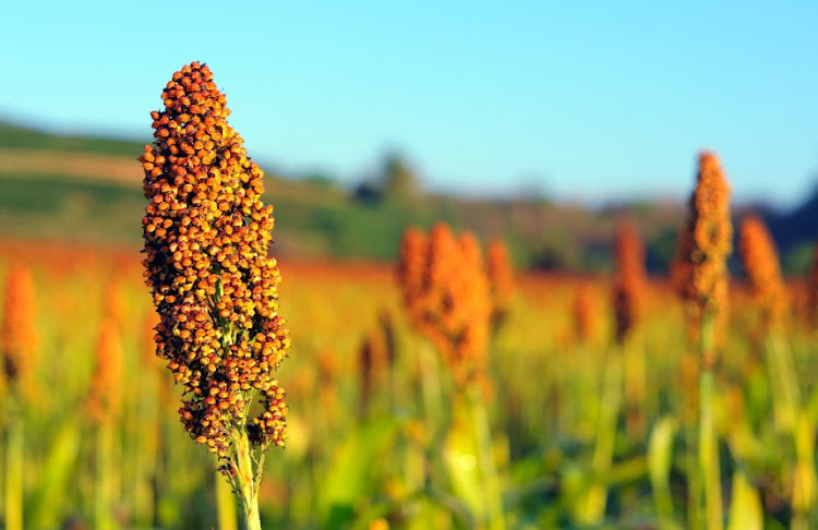 Sorghum growing under the morning sun. Stock photo.