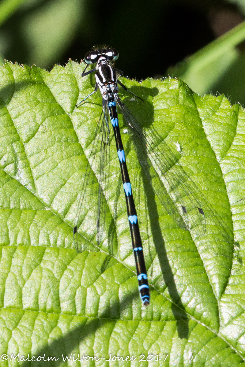 Azure Bluet