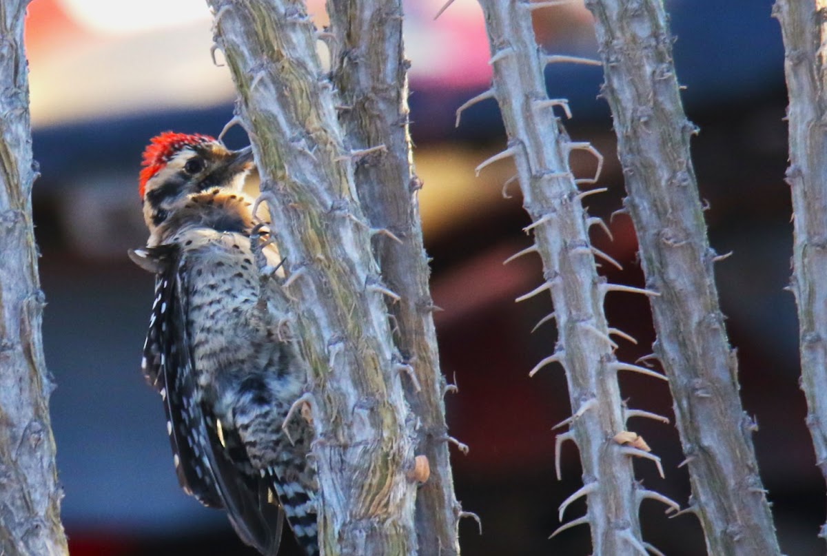 Nuttall's woodpecker