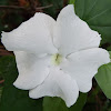 Mexican Petunia (Mayan White cultivar)