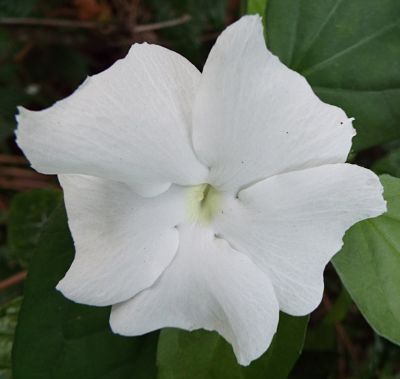 Mexican Petunia (Mayan White cultivar)