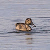 Pochard; Porrón Común