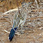 Greater Roadrunner