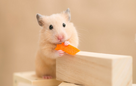 Hamster Wallpaper Preview image 0