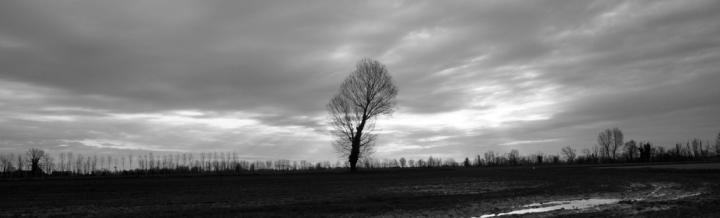 Mystic Tree di marcopetroi