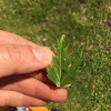 weeping cut-leaf birch