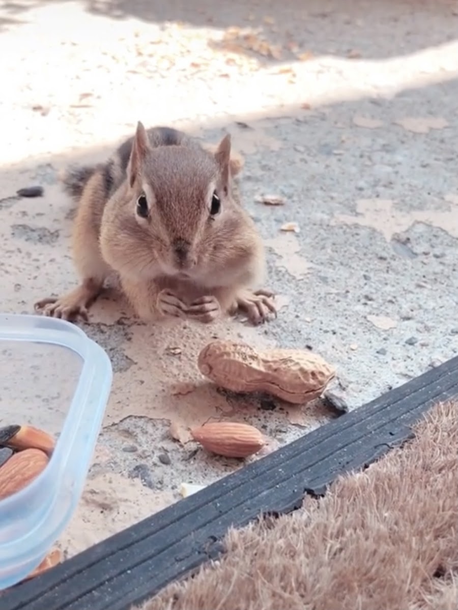 Eastern Chipmunk