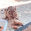 Eastern Chipmunk