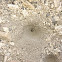 Antlion larva trap