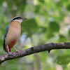 INDIAN PITTA