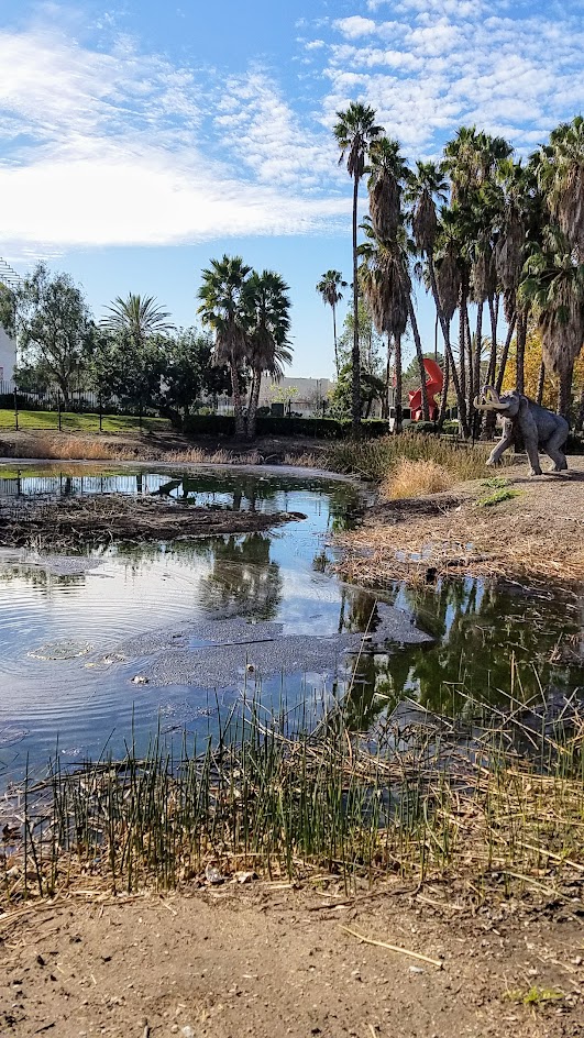 La Brea Tar Pits in Los Angeles- several pits are located outside the Museum and you can view them for free walking in the park. This is the largest, the Lake Pit, a still bubbling, asphalt seep with life-size fiberglass statues of mammoths and an American mastodon