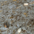 Eastern Tent Caterpillar Cocoons