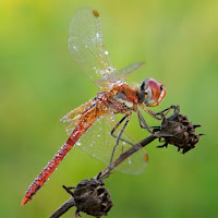 Sympetrum fonscolombii  maschio di 