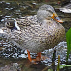 Mallard female