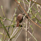 Song Sparrow