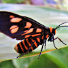 White Antenna Wasp Moth