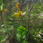 Large Yellow Lady's Slipper